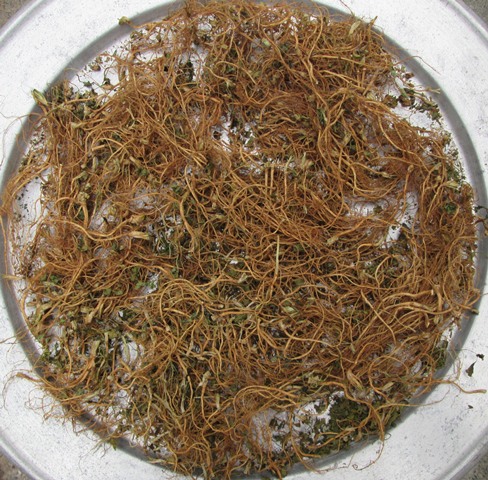 Rễ Ngò Rí Hong Gió Khô